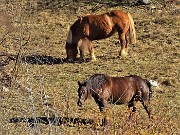 11 Cavalli al pascolo nei prati del Crosnello